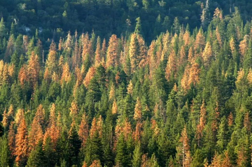 Bark Beetles, Eating Their Way To Cycle&#8217;s End?