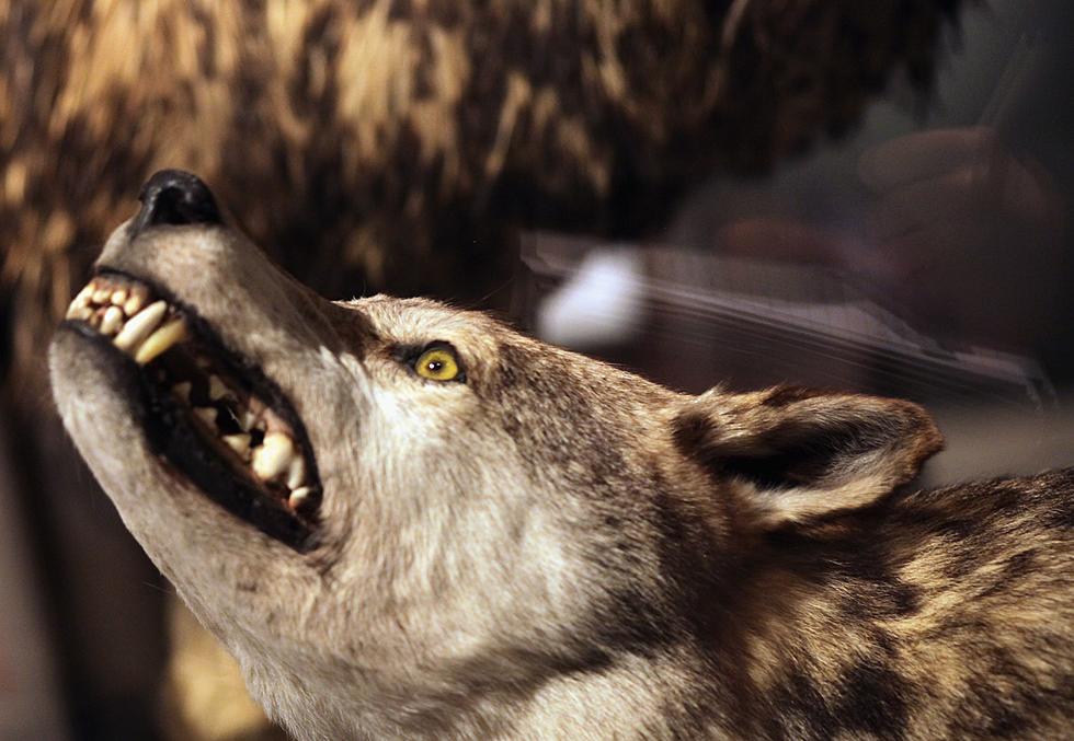 Wyoming Wolf Season Starts With 2 Killed