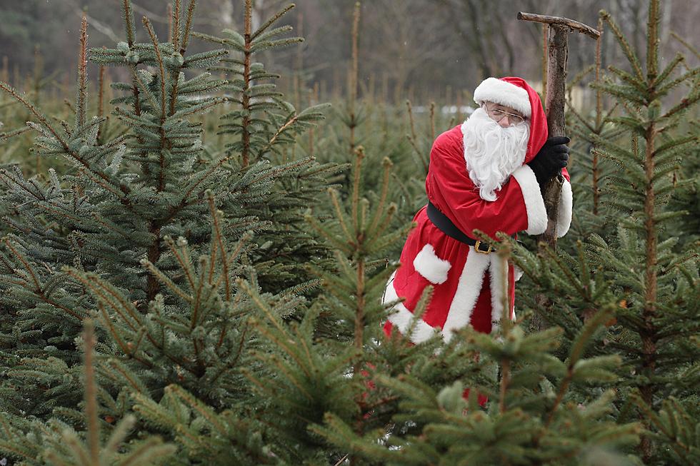 National Forest Christmas Tree Permits Available