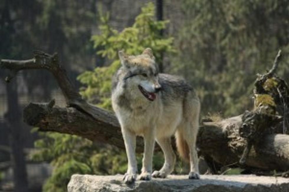 Wyoming’s Wolf Hunting Season Ends Today