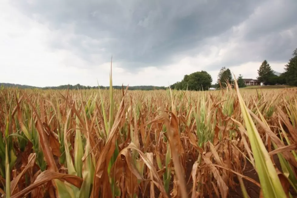 Drought Eases In Farm Belt, But Not Over Yet