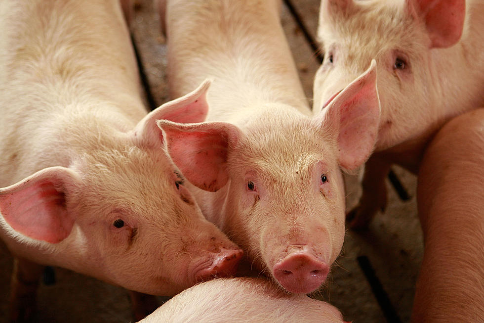 5 Get Fines For Animal Cruelty At Wyoming Hog Farm