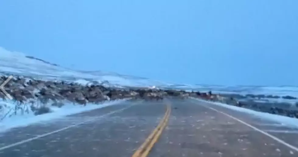 Hundreds Of Elk Cross Western Highway [VIDEO]