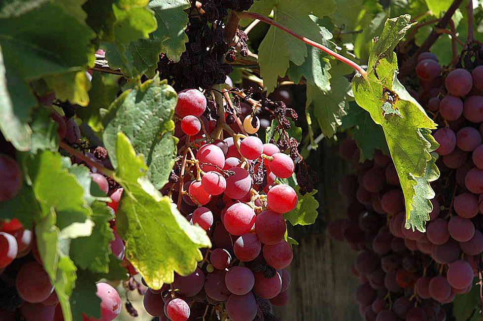 Casper City Council to Discuss Satellite Winery Permits on Tuesday