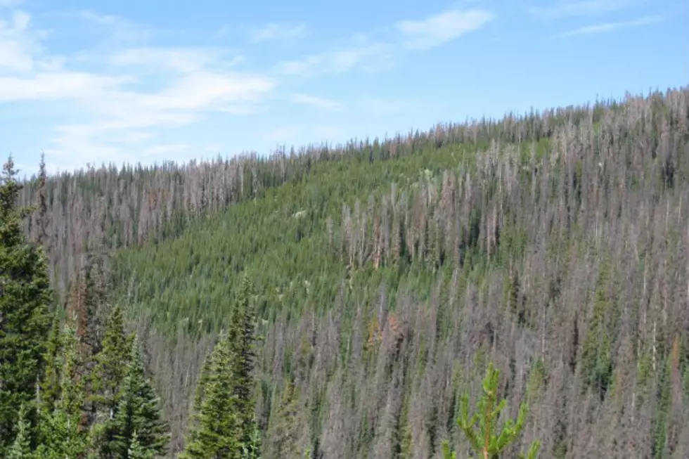 Wyo Research Looks Into Pine Blister Rust