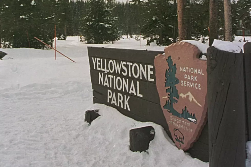 Report: Climate Change Impacting Yellowstone Resources