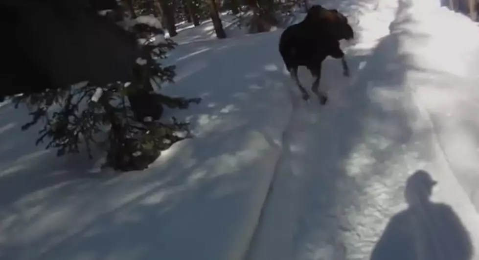 Man Shoots Moose. Justified? [VIDEO-POLL]