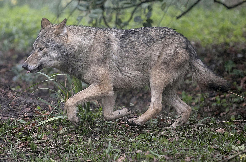Gray Wolf Spotted in Jackson Neighborhood