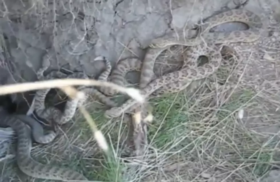 Hibernating Rattlesnakes Exiting Their Dens [VIDEO]