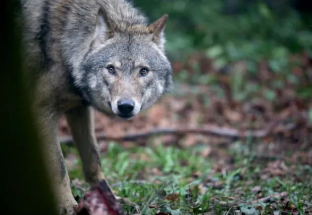 Senate Committee Votes to Delist Wolf in Wyoming