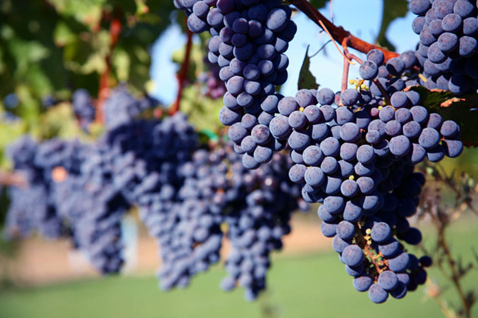 Live Best With Judy Barbe: Grapes