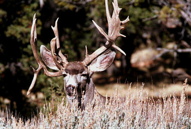 Chronic Wasting Disease: Public Invited To Join Working Group