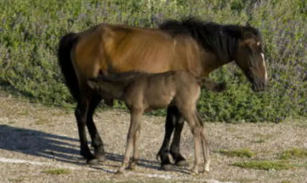 Wild Horse Advocates Enter Lawsuit