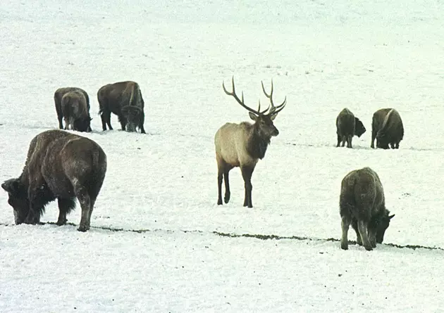 Groups Sue Over Elk Feeding in Wyoming, Citing Disease Issue