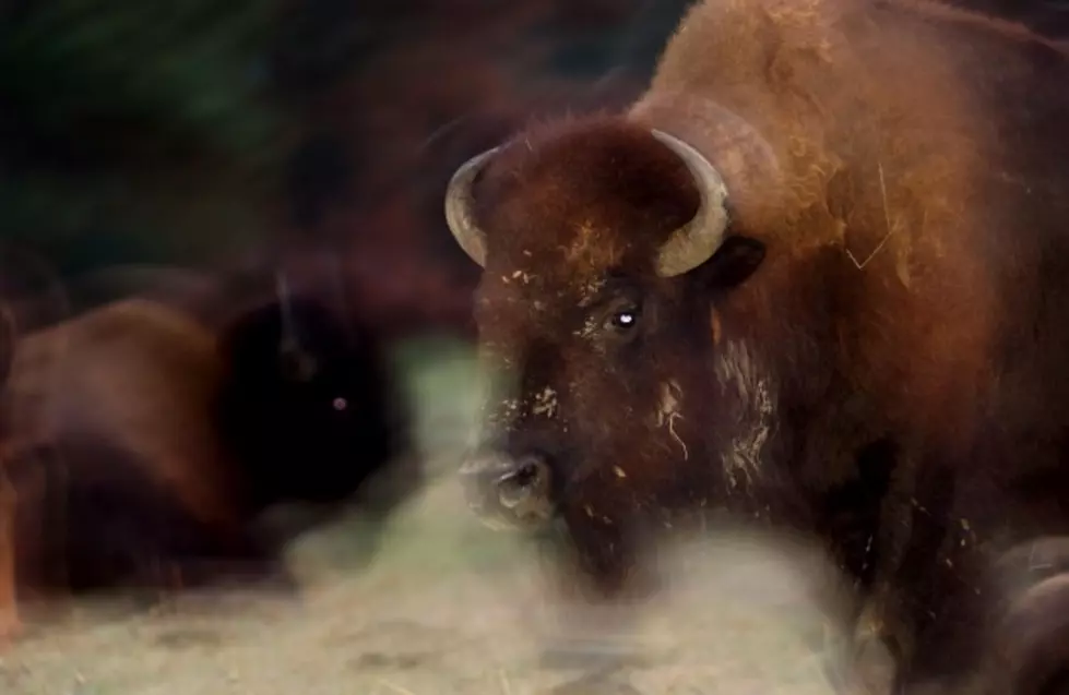 The Bison is America’s New National Mammal
