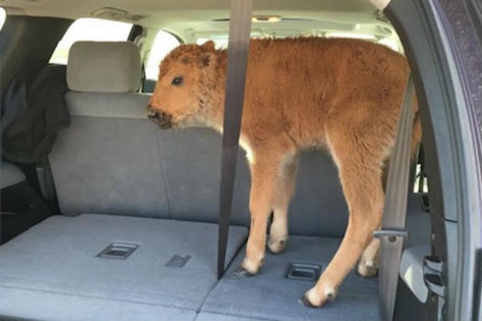 Yellowstone Continues Bison Calf Incident Investigation