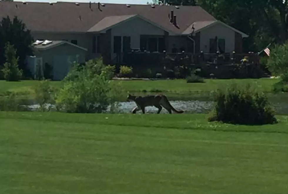 UPDATE: Mountain Lion Spotted in Casper-May Still Be Around
