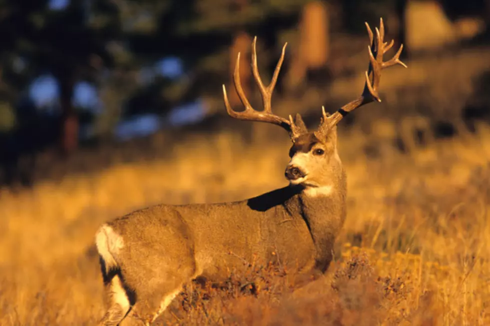 Chronic Wasting Disease Detected in Deer Near Jackson