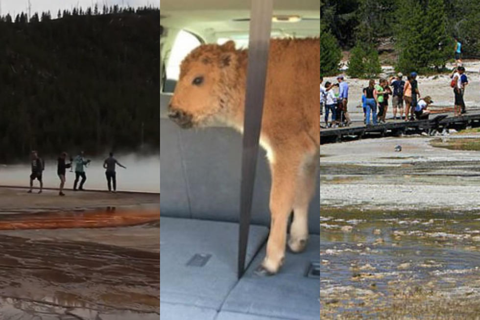 Wyoming’s Worst Yellowstone Tourists of 2016