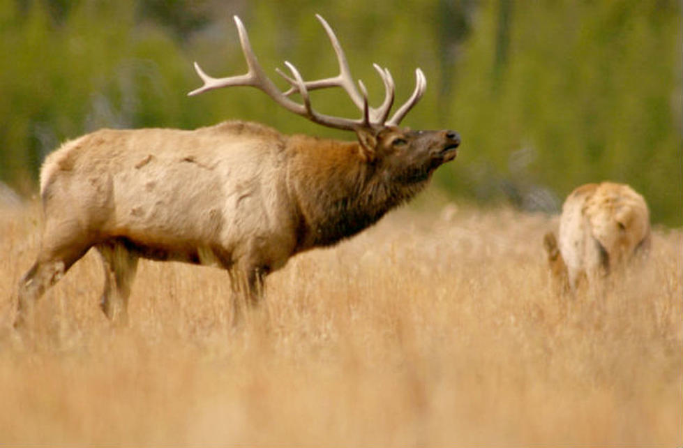 Drone Causes 1500 Wyoming Elk to Stampede