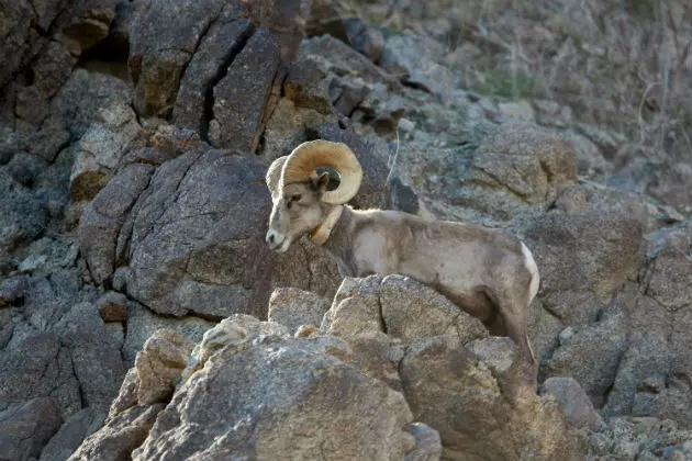 New Disease Found in Wyoming Bighorn Sheep