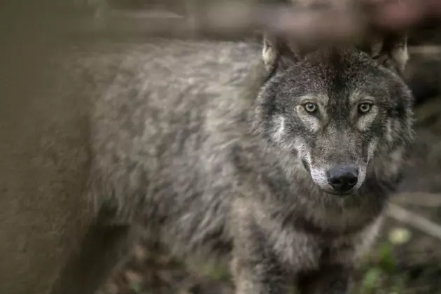 Scientists Find Flaws in Plan to Lift US Wolf Protections