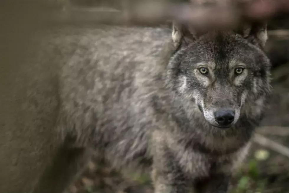 Hunting, Fewer Pups, Disease Reduce Wyoming Wolf Population