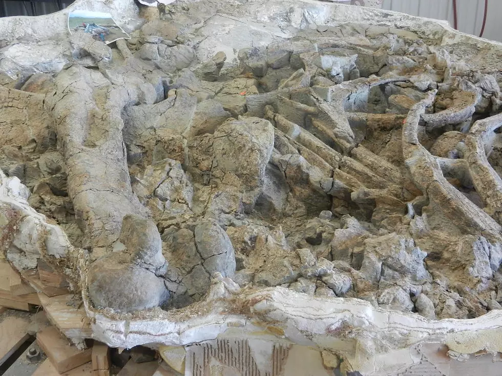 T-Rex Annex Now Open At Tate Geological Museum In Casper