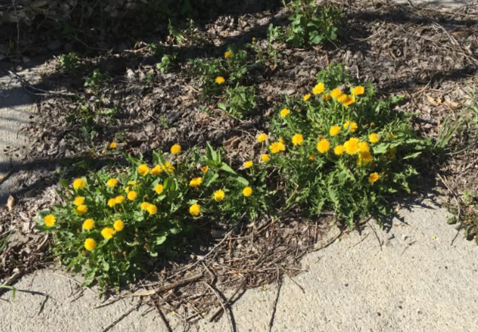 City of Casper: Don’t Let The Weeds Get Out Of Hand