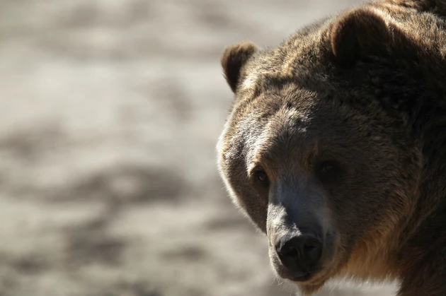 Wyoming Grizzly Bear Sightings Mark End of Hibernation