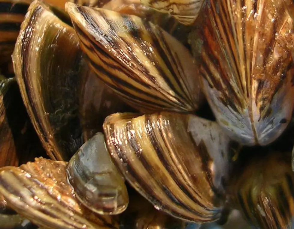 Wyoming Intercepts Boat With Suspected Invasive Mussels