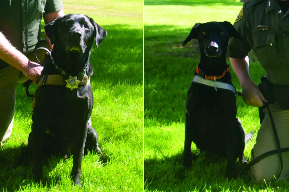 Two Wyoming Highway Patrol Dogs Retire After Combined 17 Years of Service