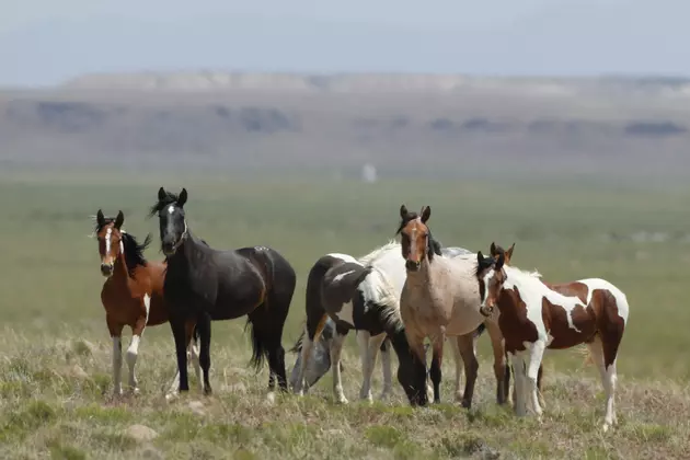 Controversial Wild Horse Program Headed to U.S. Senate Floor