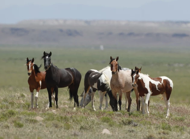 Wanted: More Pastures for West&#8217;s Overpopulated Wild Horses