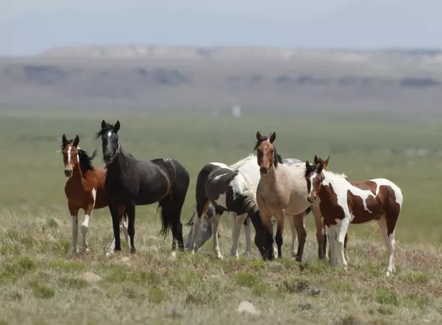 Wanted: More Pastures for West&#8217;s Overpopulated Wild Horses