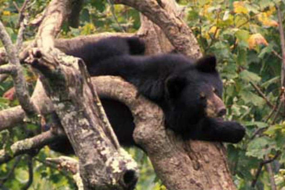 Treed Black Bear Dies After Being Darted in Wyoming