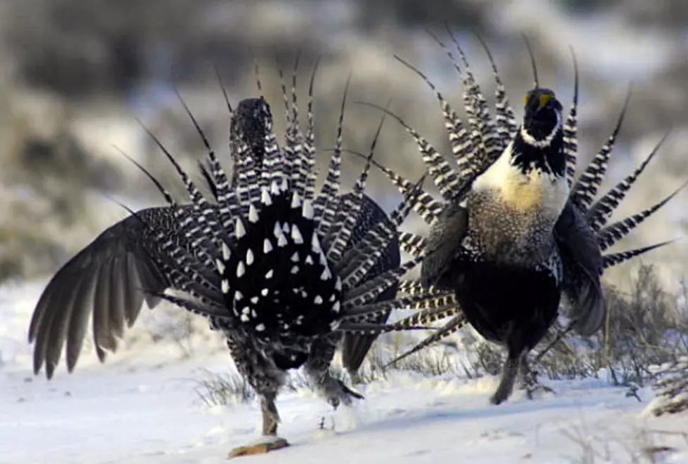 Wyoming Governor, Western Interests Again Debate Sage Grouse