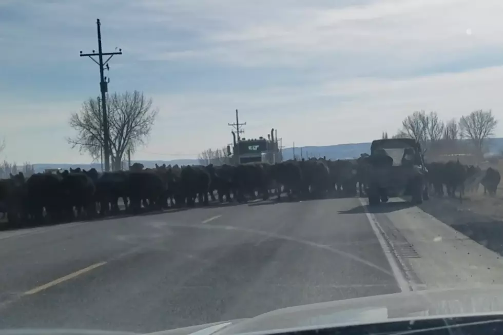 Wyoming Officers Assist With Cattle Drive [VIDEO]