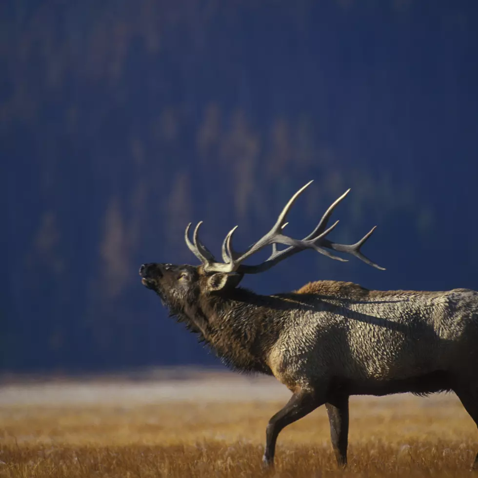 Survey: Yellowstone Elk Herd At Highest Level Since 2005