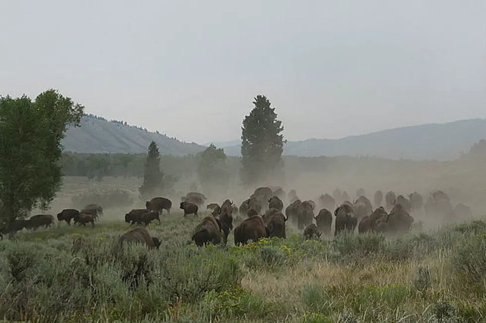 UPDATE: Some Bison Let Loose Have Been Located; Criminal Investigation Continues