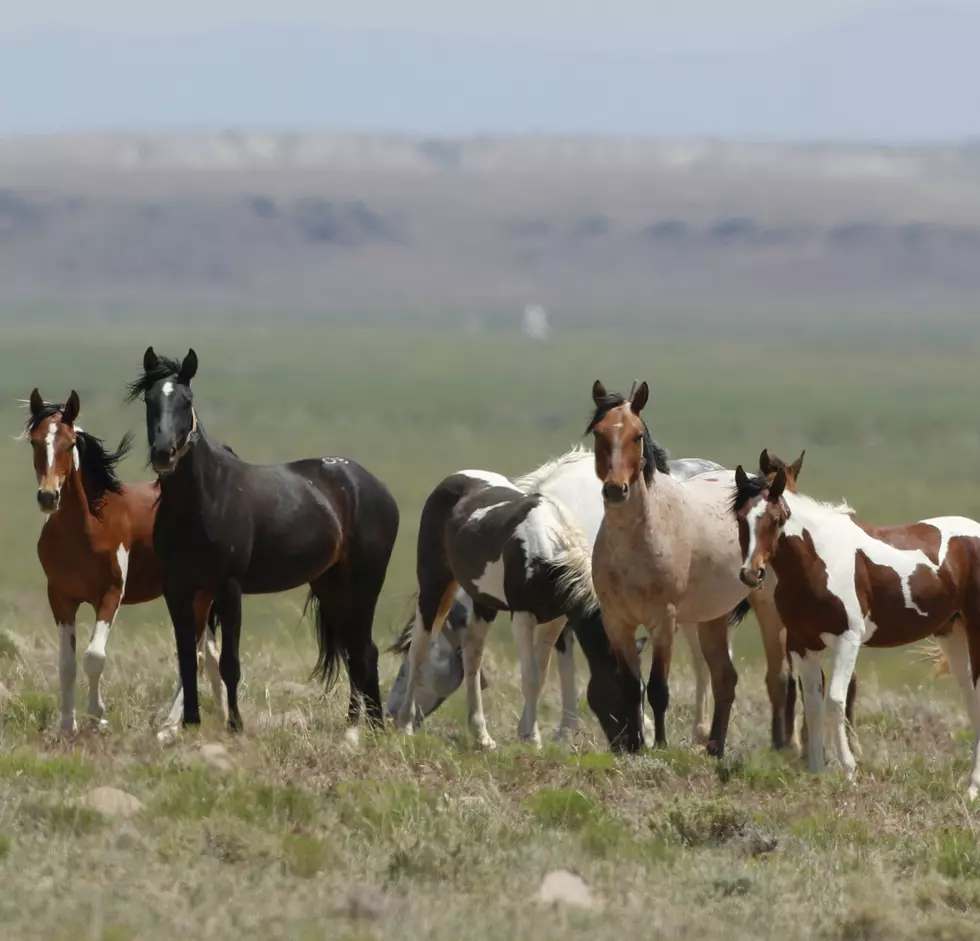 BLM Investigates Killings Of Wild Horses In Red Desert; Reward Offered