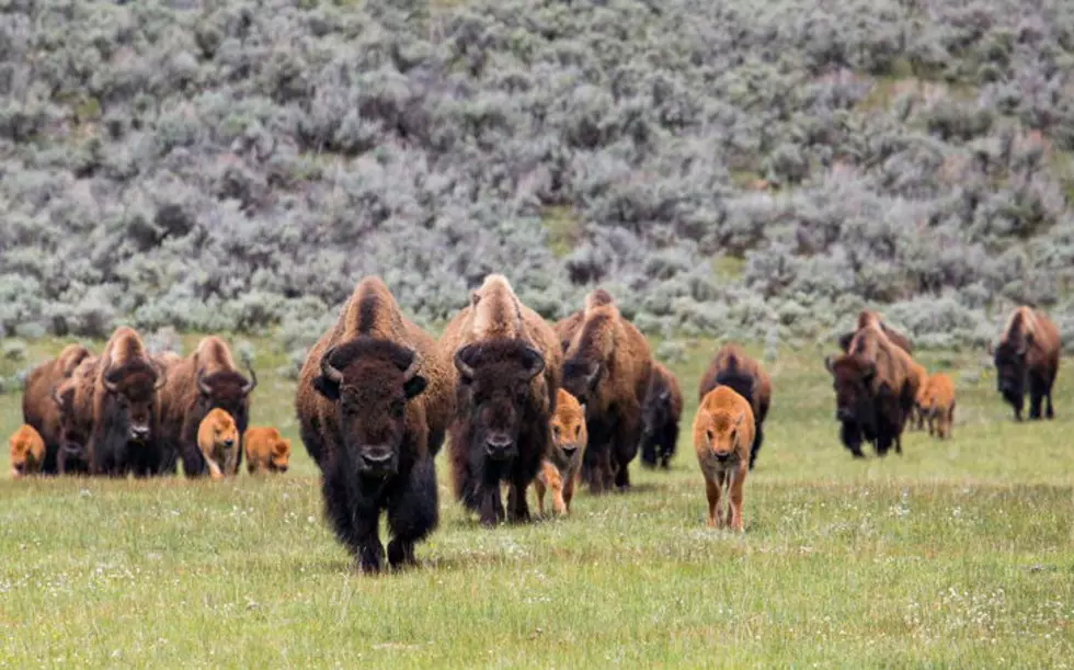 Yellowstone Bison Capture Operations Are Underway Despite Sabotage