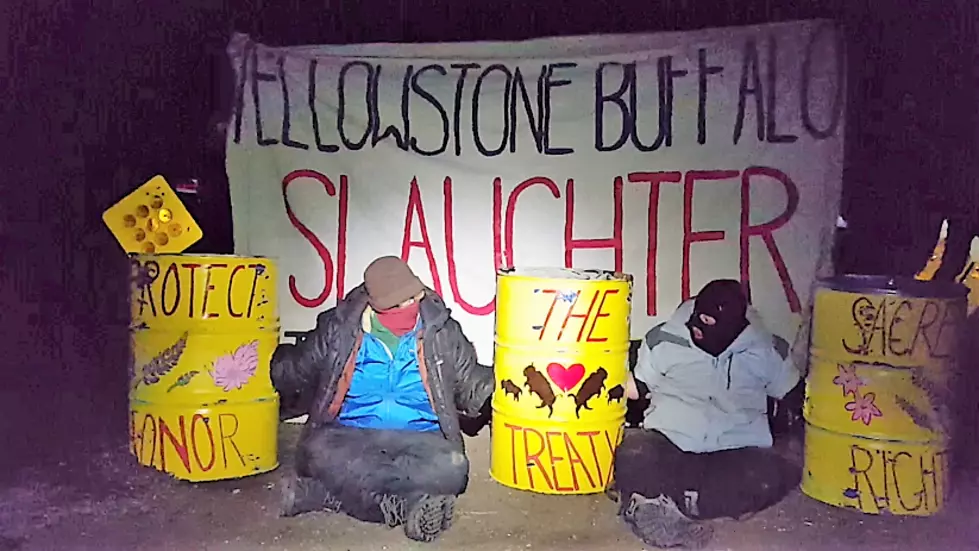 Two Protesters Arrested At Yellowstone Bison Facility