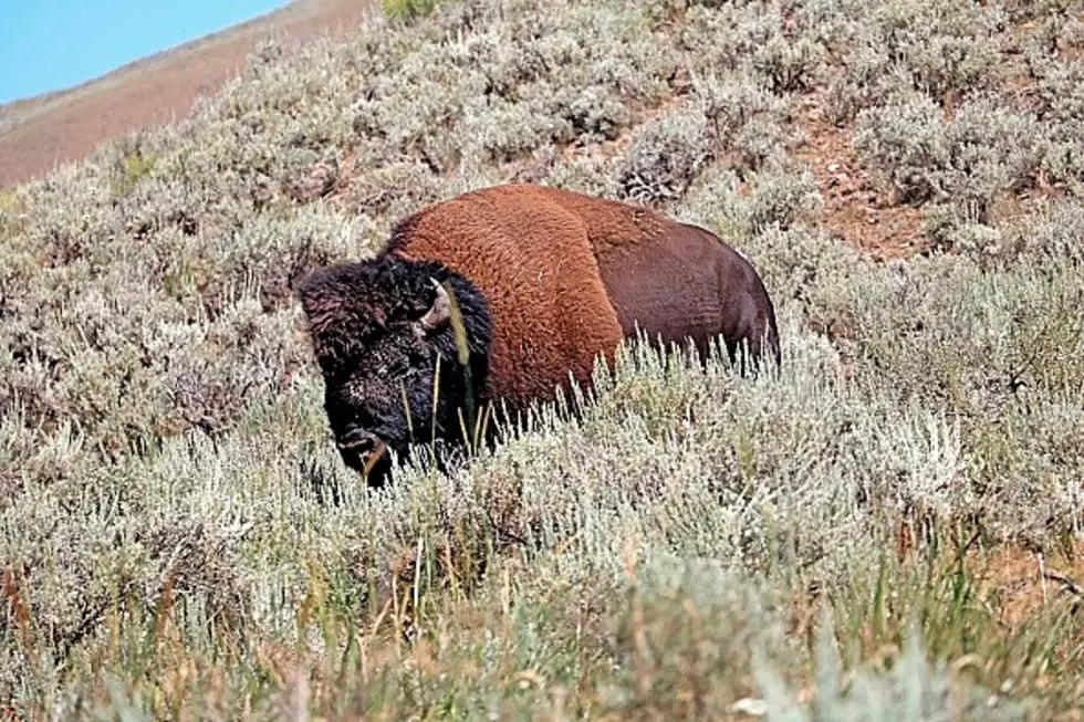 WATCH: Woman Walks Too Close to Bison in Black Hills, Gets Tossed