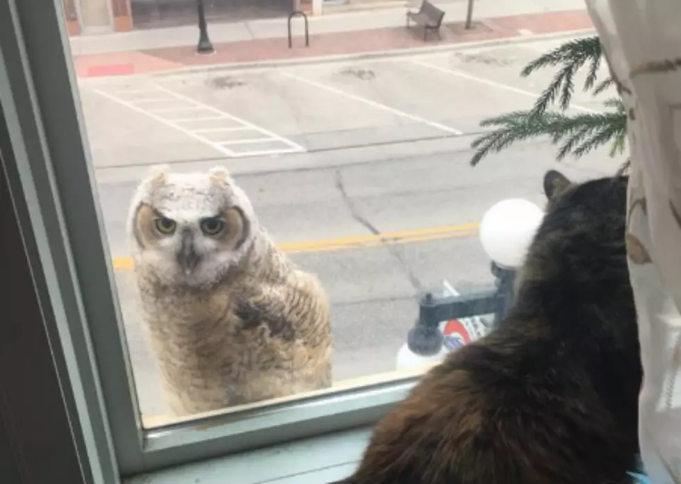 Young Owls Branching Out In Downtown Casper [VIDEO]