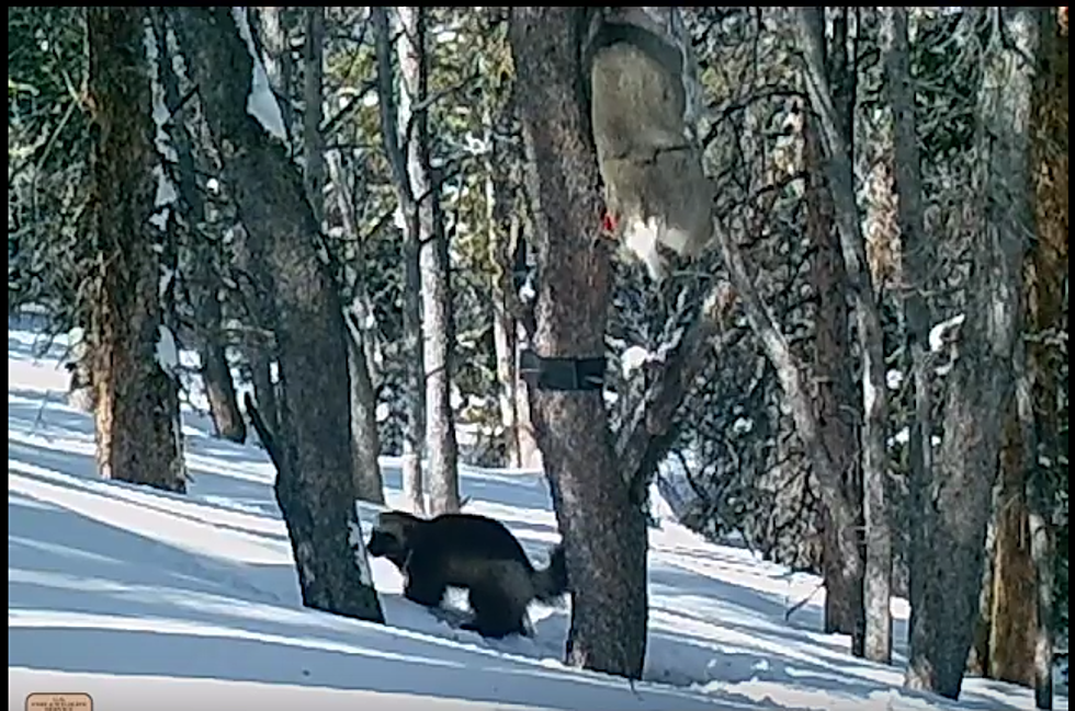 Rare Wolverine Plays To Remote Wyoming Camera  [VIDEO]