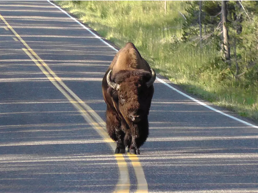 Bison Charges, Injures Girl Near Old Faithful on Monday