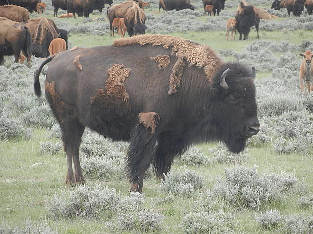 Hundreds of Yellowstone Bison to be Culled This Winter