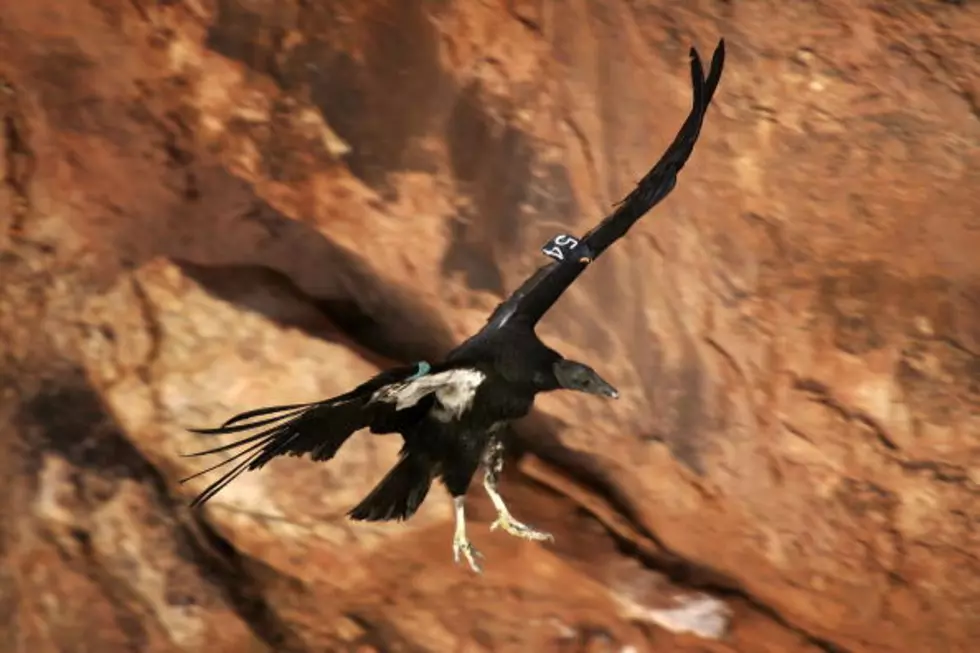 Condor Found Dead in Wyoming