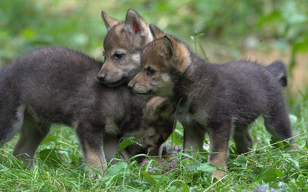 Test Results Show 5 Wolf Pups Died From Skin Disease